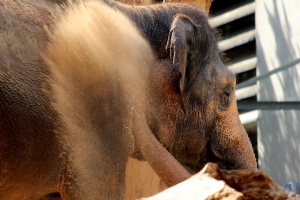 Dusting off, this tired elephant cools off at the Stuttgart Zoo and Botanical Garden.